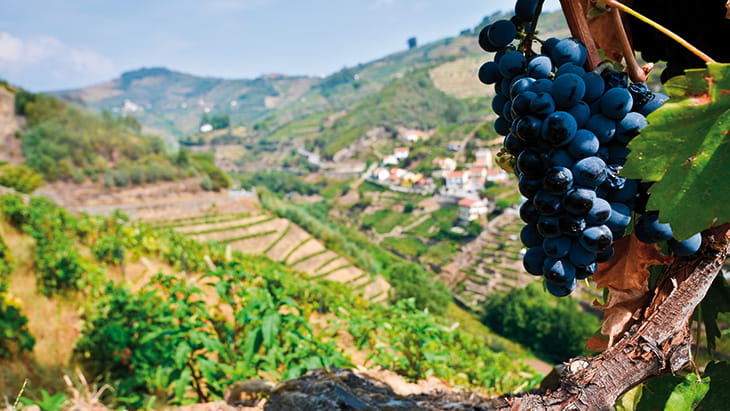 Vineyards in Douro Valley